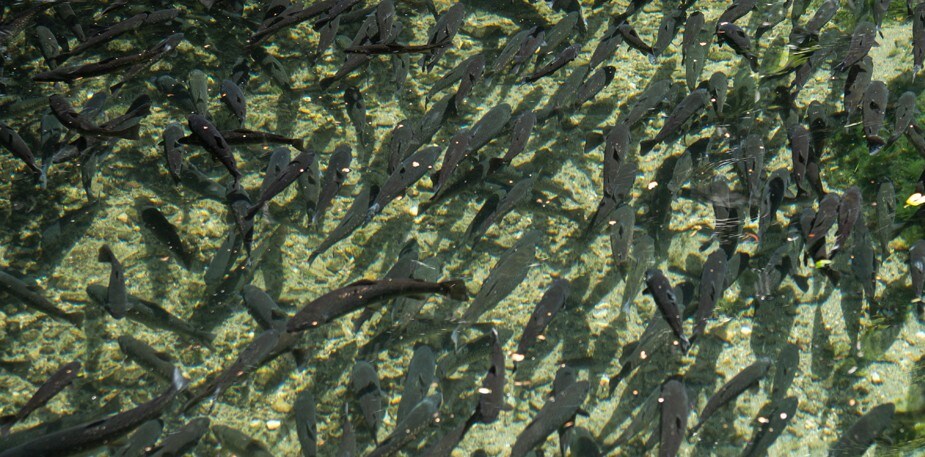 De kennis, passie en ervaring achter forel uit de Voerstreek 